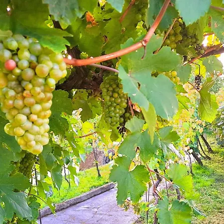 Na Vinohradech Hlohovec