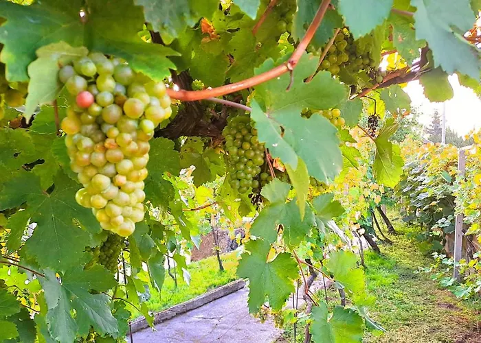 Na Vinohradech Hlohovec